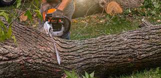 Best Storm Damage Tree Cleanup  in Elk City, OK